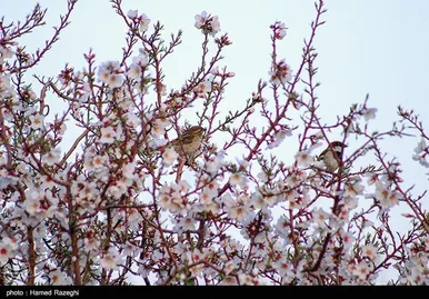 شکوفه‌های بهاری ابهر - زنجان