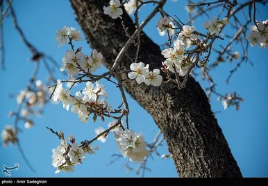 ایران زیباست | اندک اندک می‌رسد اینک بهار