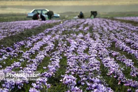 در واکنش به صحبت&zwnj;های وزیر کشاورزی برزیل و تمجیدش از زعفران ایرانی