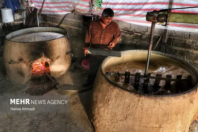برداشت نیشکر در مازندران