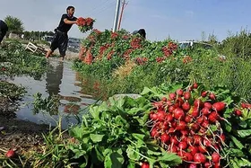 آیا پساب&zwnj;ها در تولید محصولات کشاورزی مشهد دخیل&zwnj;اند؟