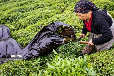 ایران زیباست | چای لاهیجان