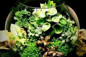 با تراریوم، طبیعت را مهمان خانه&zwnj;ی خود کنید + روش ساخت باغ شیشه&zwnj;ای