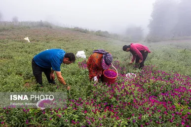 ایران زیباست | برداشت گل‌گاوزبان در روستای «آغوزبن» کندسر