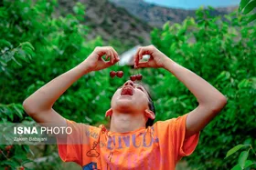 ایران زیباست | برداشت گیلاس در روستای بندبن