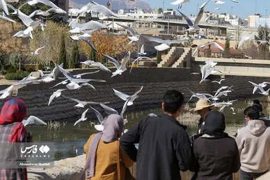 مرغان دریایی سیبری؛ میهمان زمستانی شیرازی‌ها