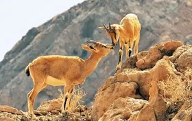 کوچ حیات&zwnj;وحش به ارتفاعات به&zwnj;دلیل گرمای هوا