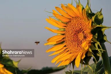 مزرعه آفتابگردان در حوالی برج رادکان