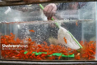 حال و هوای بازار گل در آستانه عید نوروز