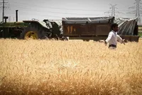 پرداخت تمام مطالبات گندم‌کاران (۳۰ مهرماه ۱۴۰۲)