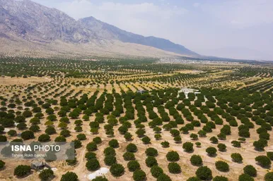 ایران زیباست | بزرگترین انجیرستان دیم جهان - استهبان