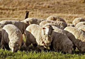 ماجرای استخدام چوپانان ایرانی در ارمنستان با حقوق ۴۰۰ و ۵۰۰ دلاری