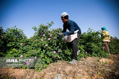 برداشت گل محمدی در کاشان