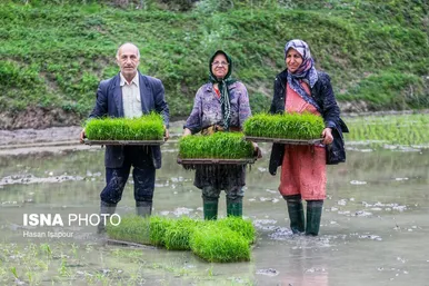 ایران زیباست | بانک نشاء برنج