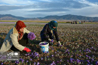 ایران زیباست | برداشت طلای سرخ در خراسان جنوبی