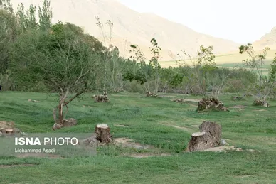 گزارش تصویری | قطع گسترده درختان روستای «اسکان» - شازند