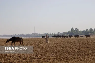 منطقه گاومیش آباد در اهواز