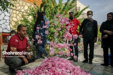 برداشت گل محمدی در روستای فرخد در نزدیکی مشهد