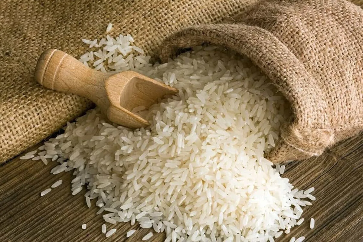 وضعیت فعلی کشت و توزیع برنج در کشور چطور است؟