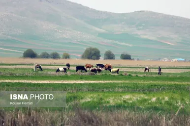 ایران زیباست | طبیعت بهاری تالاب «هشیلان» - کرمانشاه