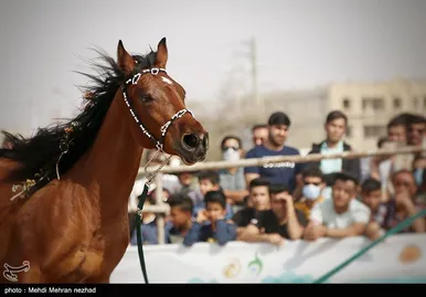 دومین فستیوال کشوری اسب اصیل ایرانی در بوشهر