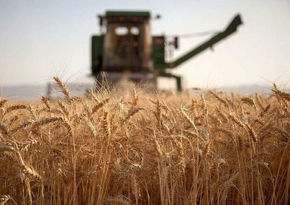 سطح زیر کشت قرارداد گندم آبی خراسان رضوی از ۶۰ هزار هکتار گذشت 