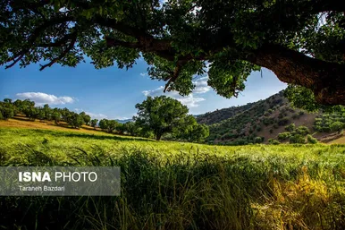 ایران زیباست | جنگل‌های بلوط لرستان
