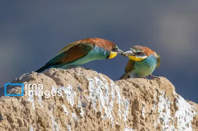 گزارش تصویری | پرنده‌ای به نام زنبور خوار اروپایی
