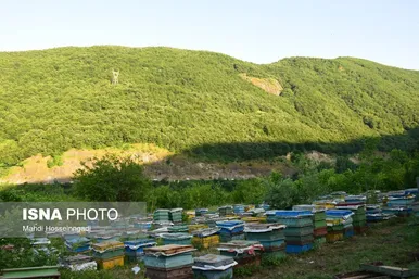 ایران زیباست | زنبورستان‌های آستارا