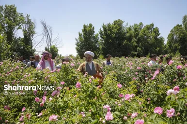 گزارش تصویری | جشن گل‌های محمدی روستای فرخد خراسان رضوی