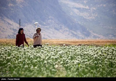 مزرعه پیاز بذری - کرمانشاه
