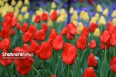 برگزاری جشنواره گل در باغ گل‌های مشهد (۲۳ خرداد ۱۴۰۴)