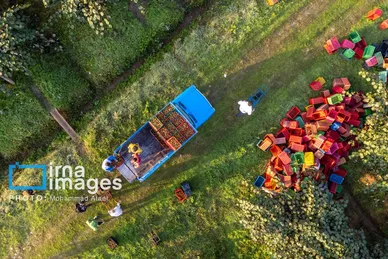 گزارش تصویری | برداشت کیوی