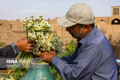 ایران زیباست |  کاشت گل نرگس در یزد