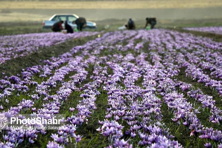 در واکنش به صحبت‌های وزیر کشاورزی برزیل و تمجیدش از زعفران ایرانی