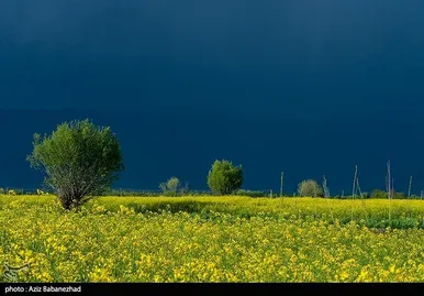 ایران زیباست | کشت کلزا در شهرستان سلسله - لرستان