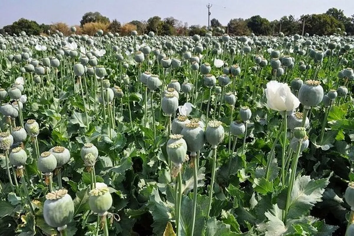 توضیحات مدیرکل ستاد مبارزه با موادمخدر درباره کشت خشخاش در ایران