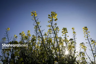 گزارش تصویری | مزارع «کلزا» در نزدیکی مشهد