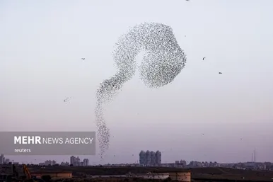 پرواز شگفت انگیز سارها