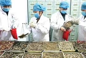 آیا ظرفیت&zwnj;های طب سنتی می&zwnj;تواند گره&zwnj;گشای کرونا باشد؟