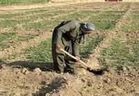 بخشش جریمه و استمهال اصل تسهیلات کشاورزان خسارت دیده در ۱۴۰۲