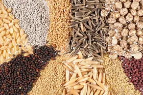 توزیع ۲۴۱۳ تن بذر اصلاح&zwnj;شده گندم و جو بین کشاورزان مشهد