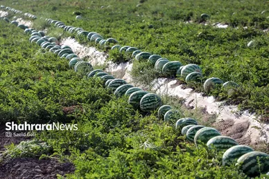برداشت هندوانه در روستای گلسرا