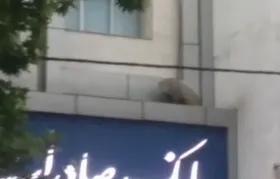 مشاهده یک قلاده پلنگ در قائم&zwnj;شهر مازندران + فیلم&zwnj;