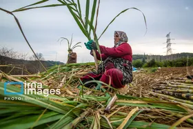 گزارش تصویری | برداشت نیشکر از زمین های استان مازندران