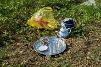 برداشت برنج در گیلان و مازندران