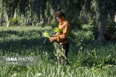 زمستان فصل برداشت گل نرگس