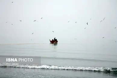 ایران زیباست | پرندگان مهاجر دریای خزر