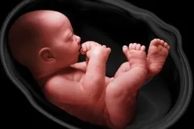 ویدئو| محقق ایرانی جنین آزمایشگاهی ساخت !