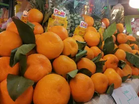 قیمت میوه و صیفی&zwnj;جات در میادین تره&zwnj;بار مشهد، امروز (۲۴ بهمن ۱۴۰۳) | نارنگی کیلویی چند؟